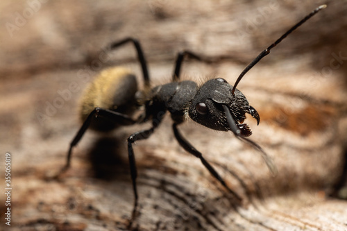 Macro photography of a latin american carpenter ant taking a rest over a wood © Roman