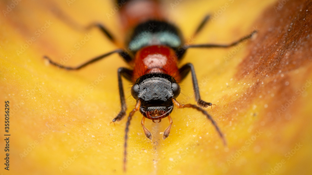 Naklejka premium Fire bug on yellow flower