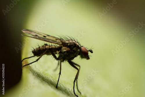 macrophotography fly resting over a green leaf, diffocused background