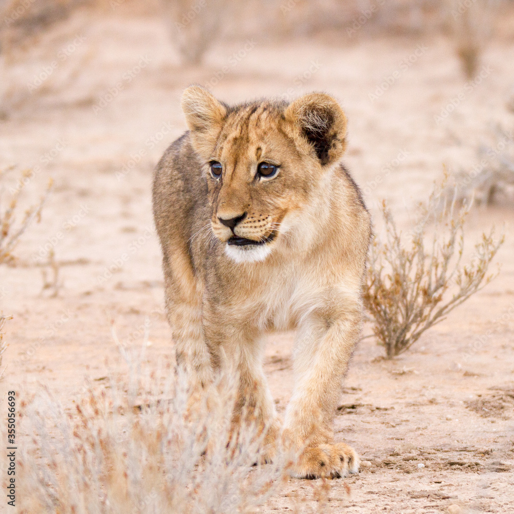 Lion cub camouflaged by cryptic coloring in the Kalahari Desert South Africa Lion cub camouflaged by cryptic coloring in the Kalahari Desert South Africa