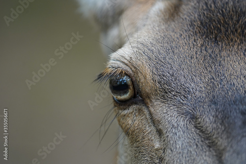 Sikawild Auge in Auge © Stefan Loss
