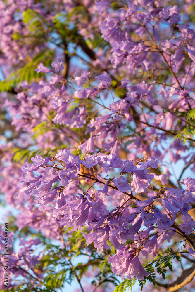 Purple Jacaranda Tree in bloom Purple Jacaranda Tree in bloom