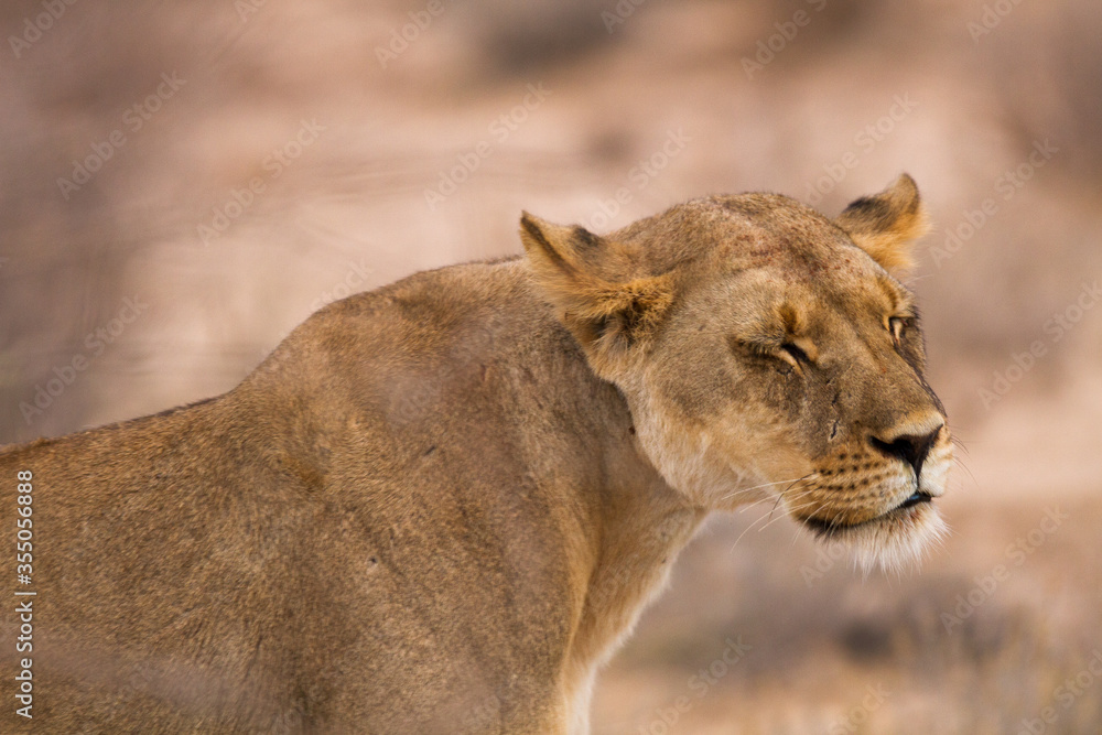 Portrait of a lioness that looks as if she has had enough of her cubs irritating her Portrait of a lioness that looks as if she has had enough of her cubs irritating her