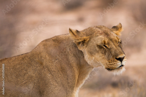 Portrait of a lioness that looks as if she has had enough of her cubs irritating her