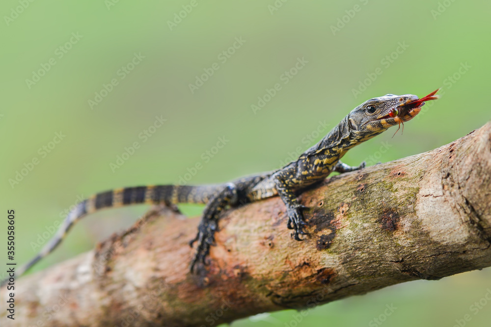 Water monitor lizards in tropical gardens Stock Photo Adobe Stock