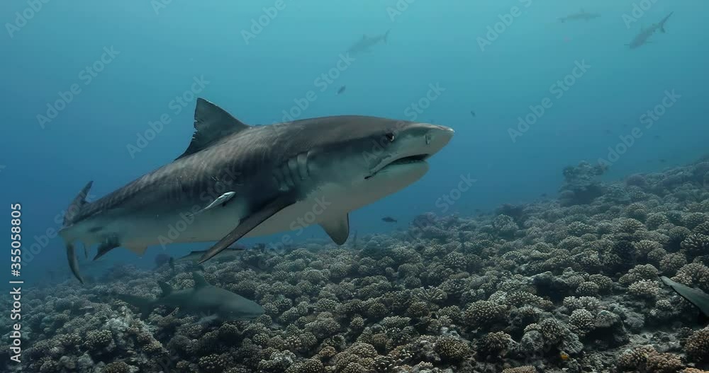 Tiger shark in the Pacific Ocean. Underwater life with fishes and a shark swimming near coral reef in the Ocean. Diving in the clear water 4K Tiger shark in the Pacific Ocean. Underwater life with fishes and a shark swimming near coral reef in the Ocean. Diving in the clear water 4K