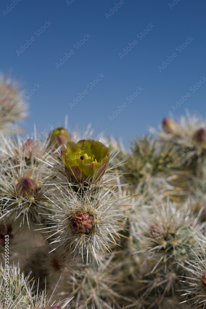 Green yellow blooms surrounded by spines of Silver Cholla, Cylindripuntia Echinocarpa, Cactaceae, native perennial in the fringes of Twentynine Palms, Southern Mojave Desert, Springtime.