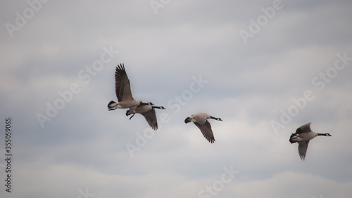 Foto Gaggle of Canadian Geese Migrating Dream-Like Background