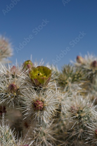 Green yellow blooms surrounded by spines of Silver Cholla, Cylindripuntia Echinocarpa, Cactaceae, native perennial in the fringes of Twentynine Palms, Southern Mojave Desert, Springtime.