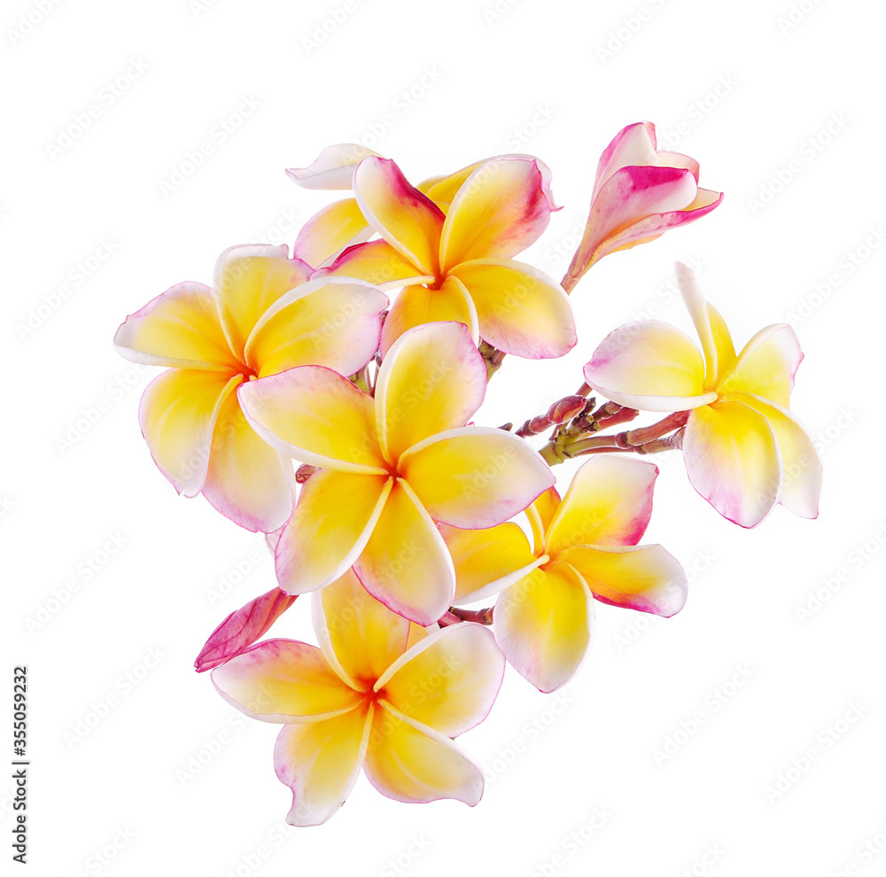 Plumeria flowers isolated on white background Plumeria flowers isolated on white background