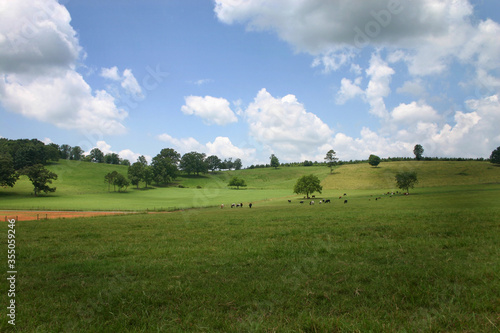 Green Pasture