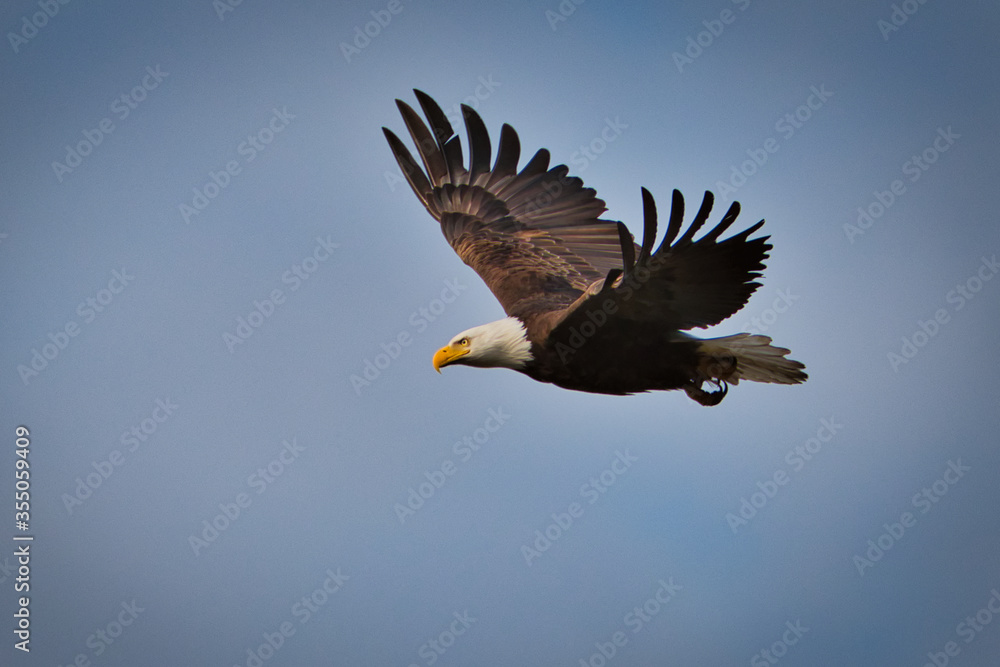 2020-06-01 A BALD EAGLE IN FLIGHT WITH FULLY EXTENDED WINGS WITH A LIGHT BLUE SKY 2020-06-01 A BALD EAGLE IN FLIGHT WITH FULLY EXTENDED WINGS WITH A LIGHT BLUE SKY