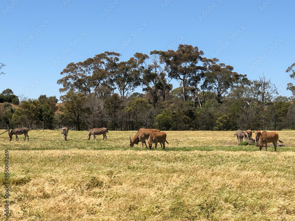 Wildlife and animals at Open Range Zoo
