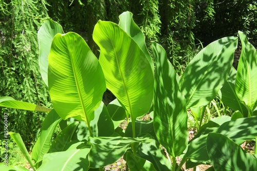 Εκτύπωση καμβά Arrowroot plant in Florida zoological garden, closeup
