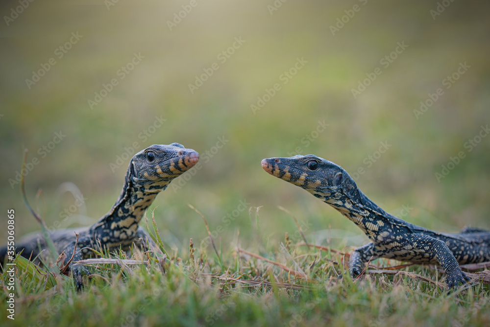 Obraz premium Water monitor lizards in tropical gardens