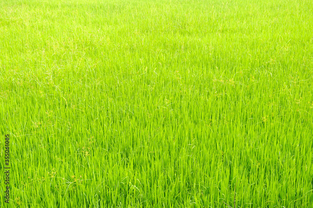 Rice is growth in the rice paddies.Bright green grass.The seedlings of rice are light green.