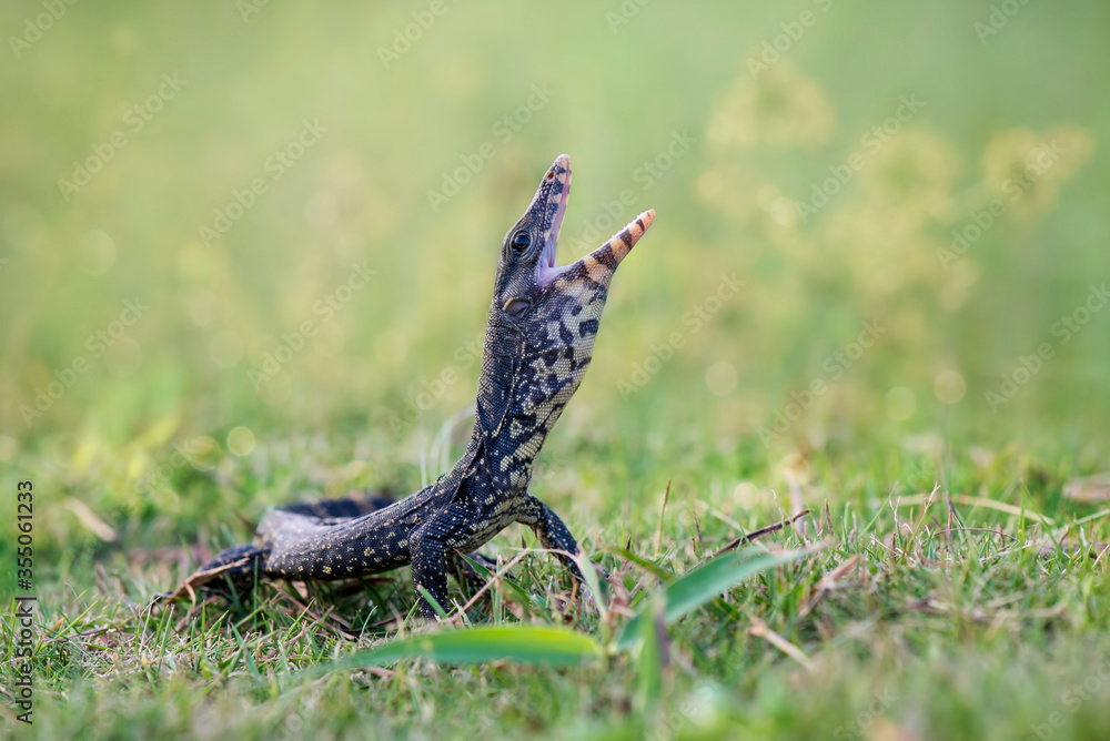 Obraz premium Water monitor lizards in tropical gardens