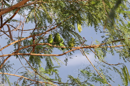 bird on a tree