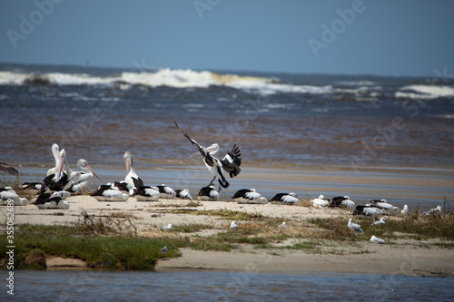 pelicans on the beach