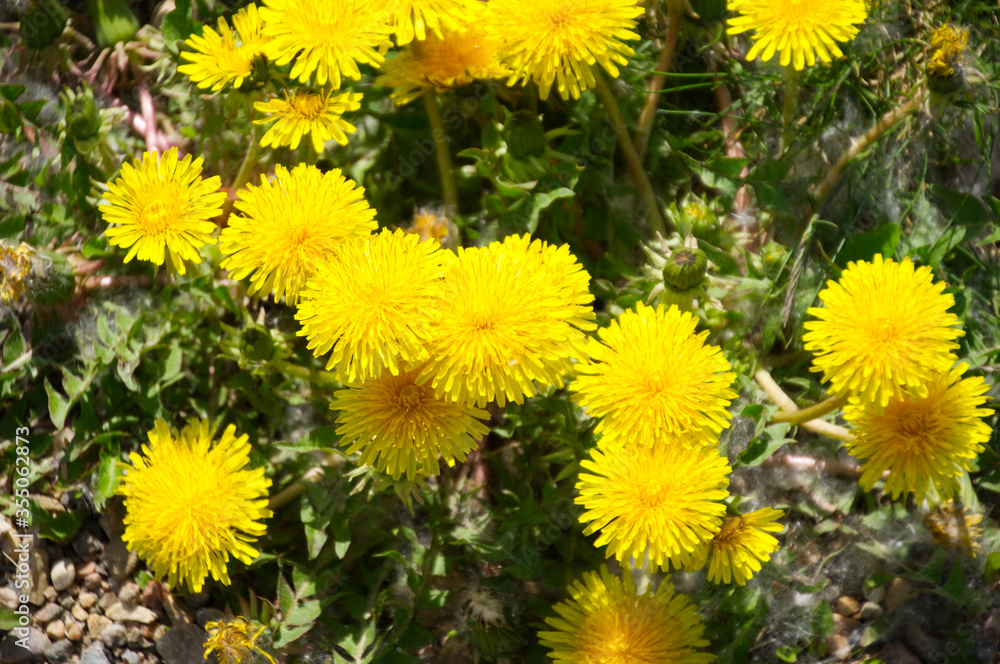 Dandelions in the Grass Dandelions in the Grass