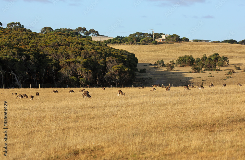 Kangaroo mob on the meadow - Victoria, Australia