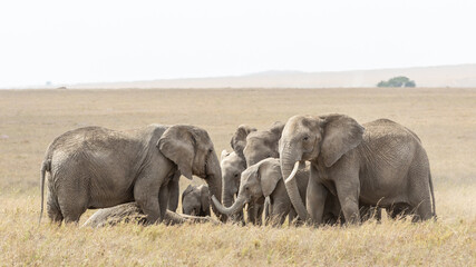 Acrylglasbilder Elefant Elefantenherde trauert Serengeti Tansania  © stuporter
