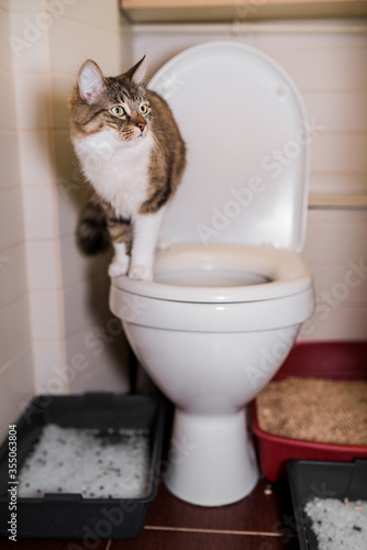 Cute cat in the toilet. White grey and brown cat sits on a flush toilet bowl at white bathroom with grey and red cat litter boxes on bathroom floor. 