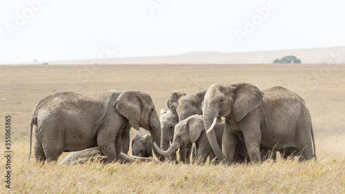 Photography Herd of sad Elephants mourning a dead family member Serengeti Tanzania