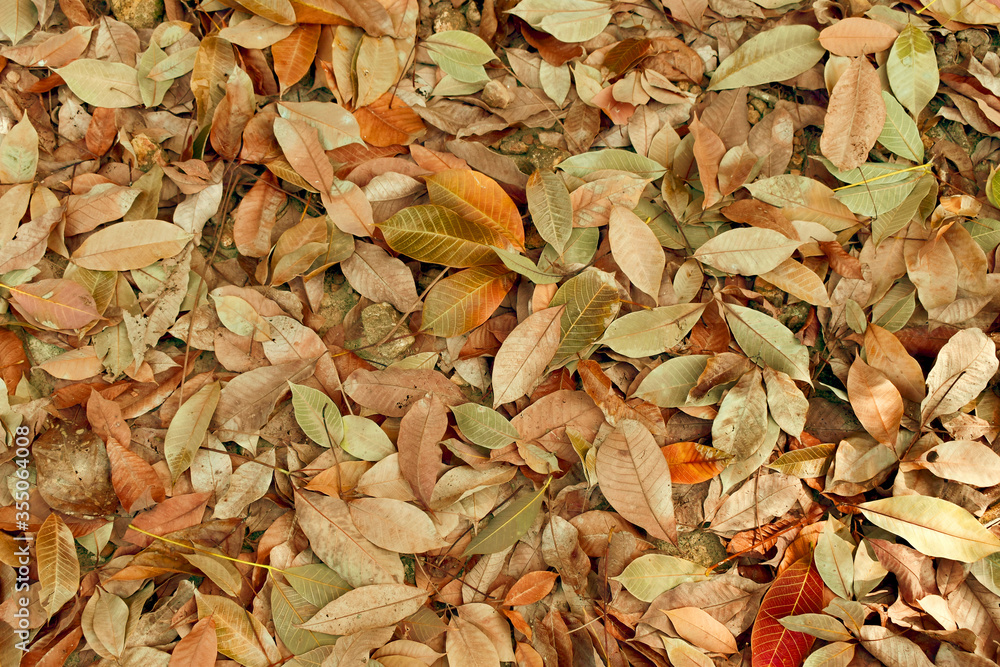 In autumn fallen of dry leaves on ground in forest