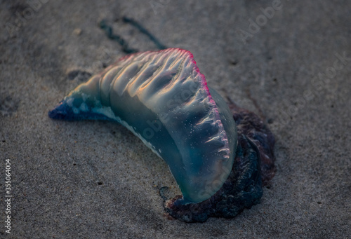 Portugese Man o War photo