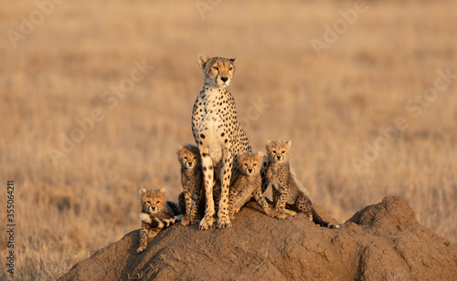 Adult female Cheetah with four small baby cubs sitting on a termite mound in Serengeti Tanzania