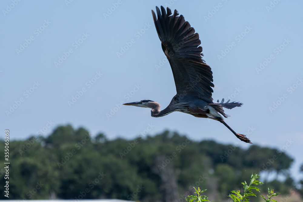 Obraz premium Great Blue Heron with wings outstretched wings