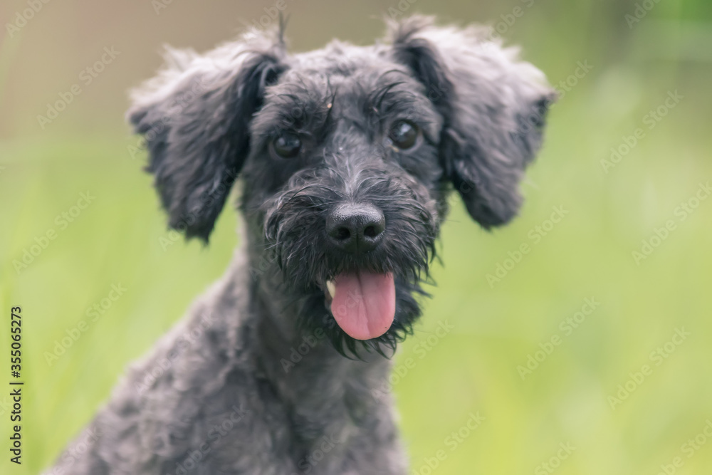 Abstract soft focus puppy playing ball for background use (image slightly motion blur and noise)