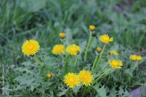 Yellow dandelions in the grass. Spring blossom. Sunny morning. Floral background, bokeh.