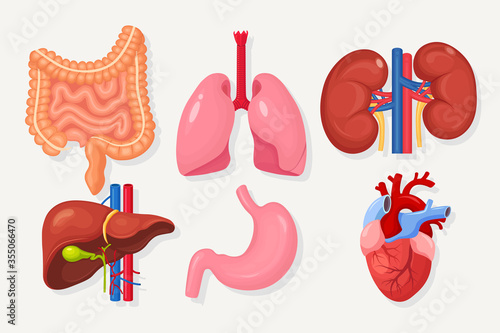 Set of intestines, guts, stomach, liver, lungs, heart, kidneys isolated on white background. Gastrointestinal tract, respiratory system. Digestive tract. Colon, bowel. Medicine concept. Vector design