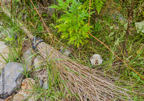 Deer skull next to discarded broom