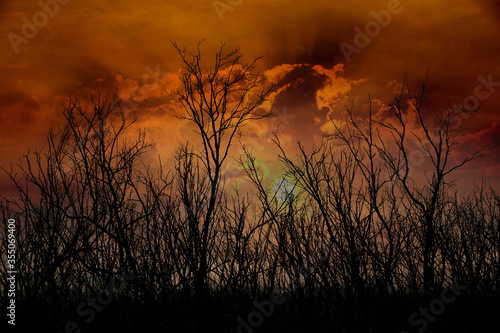 Silhouettes of dead tree row and orange evening sky nature background..