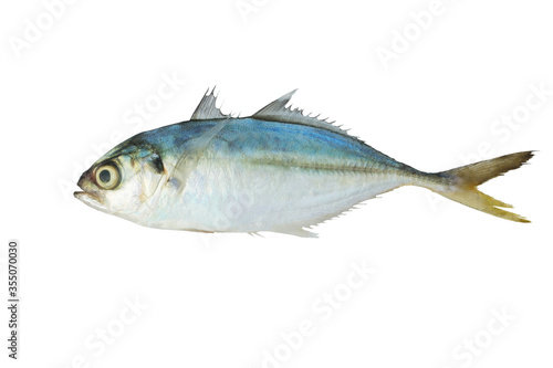 Decapterus fish isolated on white background with clipping path..