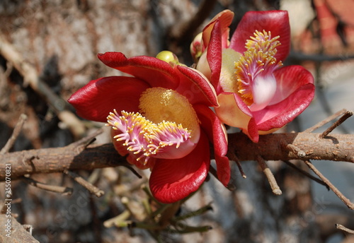 The flowers of couroupita guianensis or cannon ball tree. Battambang. Cambodia.