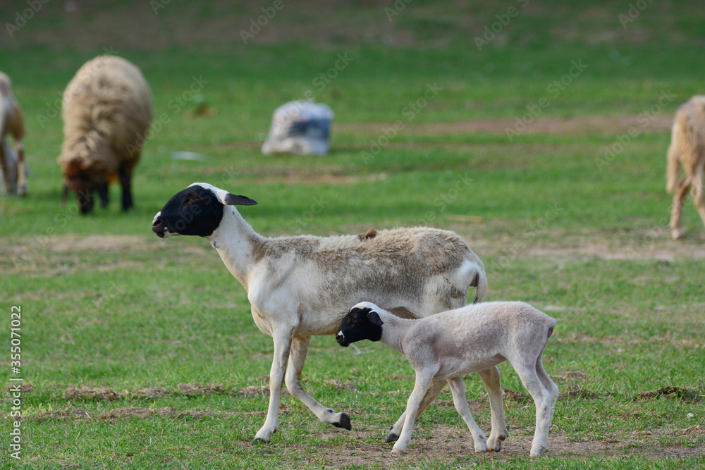 Fototapeta premium A sheeps looking at something.