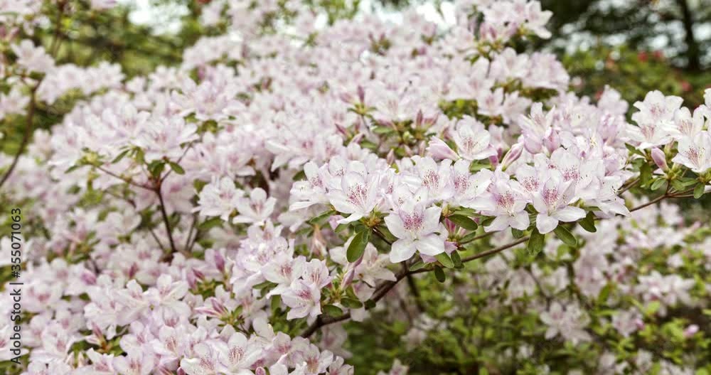 Spectacular blossoms of whiteish Pink Azaleas with dark pink stamen gently blowing in breeze, static good background Spectacular blossoms of whiteish Pink Azaleas with dark pink stamen gently blowing in breeze, static good background