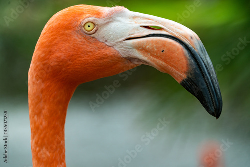 close up of pink flamingo