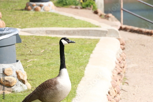 Geese