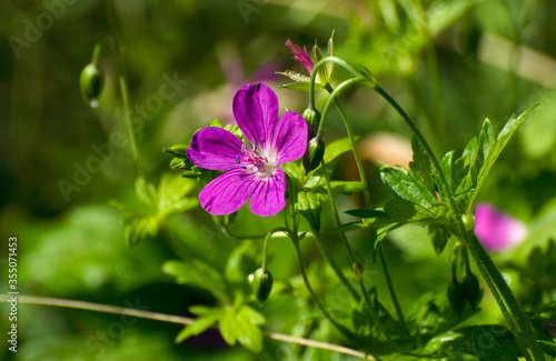 Flower marsh geranium (Geranium palustre) Sunny August morning. Moscow region. Russia.