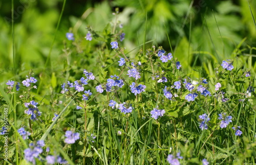 A glade of small blue flowers on a Sunny morning.