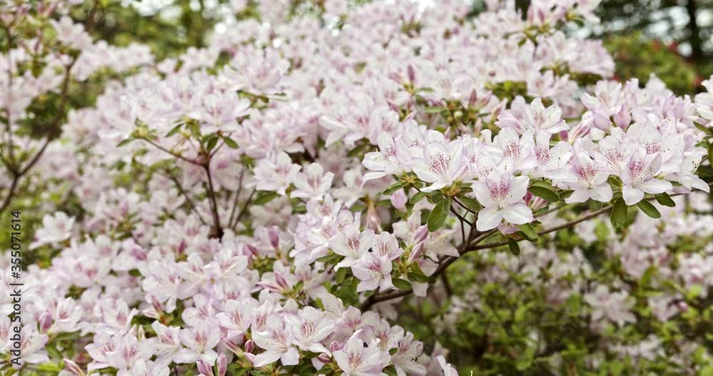 Beautiful clusters of white-Pink Azaleas with dark pink stamen gently blowing in breeze, slider left Beautiful clusters of white-Pink Azaleas with dark pink stamen gently blowing in breeze, slider left