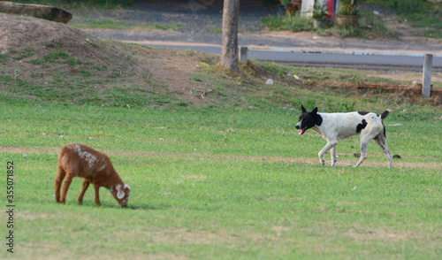 The dog is shepherding the sheep 