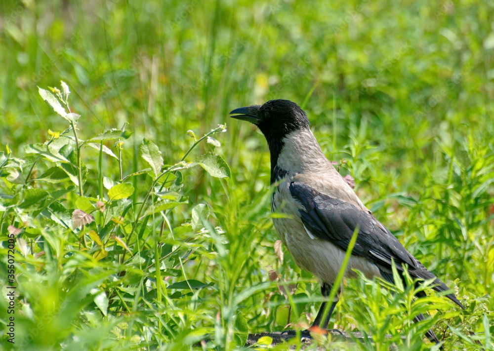 Hooded crow (Corvus cornix) in a summer meadow. Moscow region. Russia. Hooded crow (Corvus cornix) in a summer meadow. Moscow region. Russia.