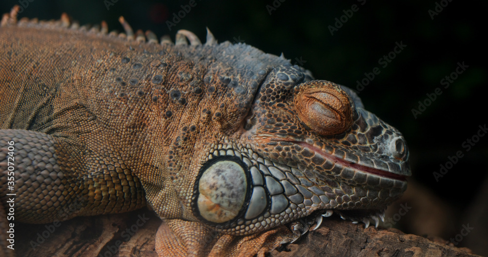 Obraz premium Lizard rest on the rcok