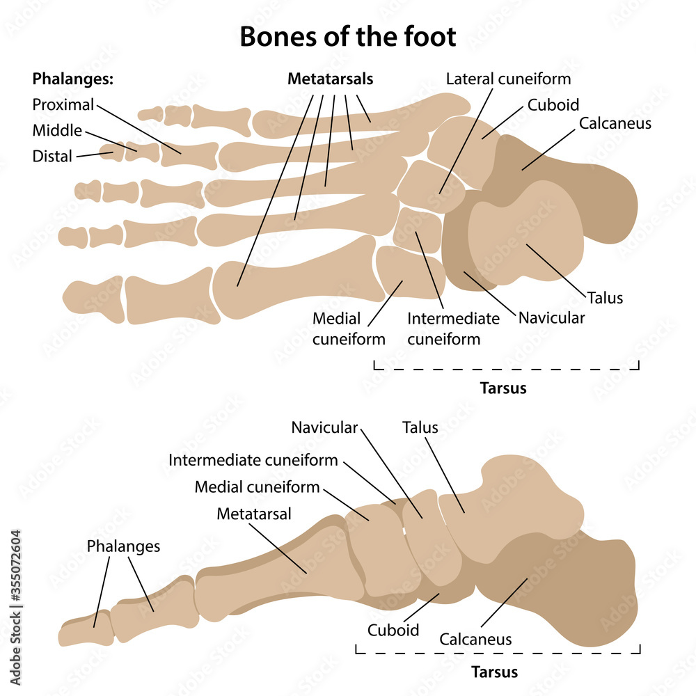The bones of the foot with main parts labeled. Top and medial view ...
